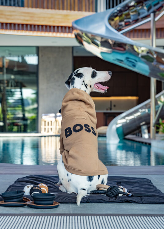 Boss-house-bali-be-your-own-boss-dog