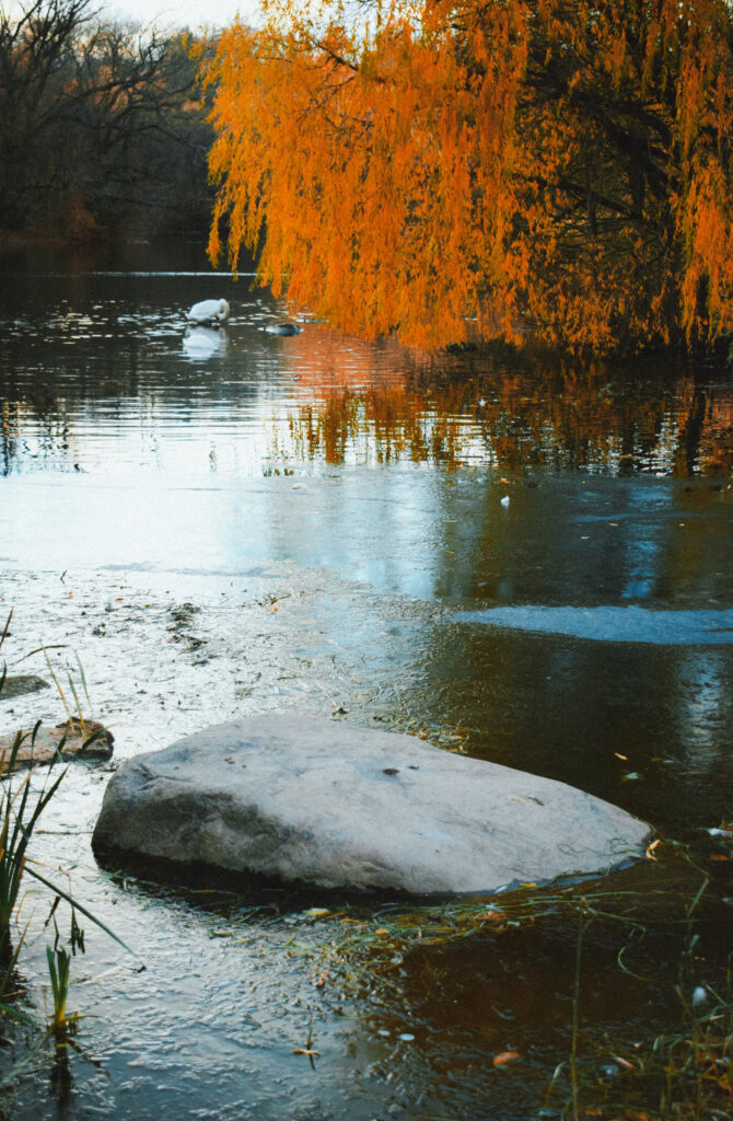 swan-waltz-dani-viafara-par-elys-berroteran-20